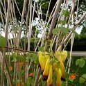 Corydalis scandens fleur